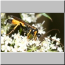 Cosmoconus sp - Schlupfwespe m01c 11mm - Sandgrube Niedringhaussee det06.jpg